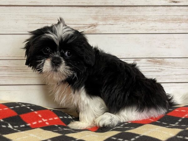 Shih Tzu-DOG-Female-Black and White-20767-Petland Batavia, Illinois