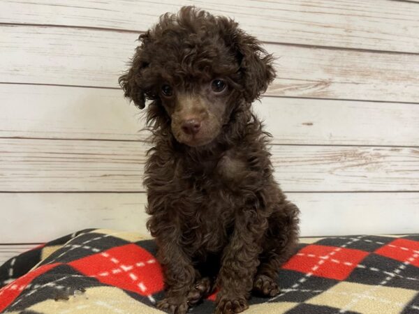 Poodle Mini DOG Female Chocolate 20765 Petland Batavia, Illinois