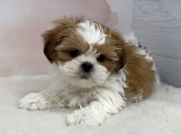Shih Tzu DOG Female Gold and White 12617 Petland Batavia, Illinois