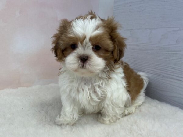 Shih Tzu DOG Male Gold and White 12618 Petland Batavia, Illinois