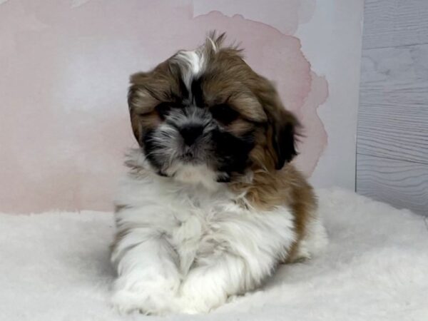 Shih Tzu-DOG-Male-Gold and White-20543-Petland Batavia, Illinois
