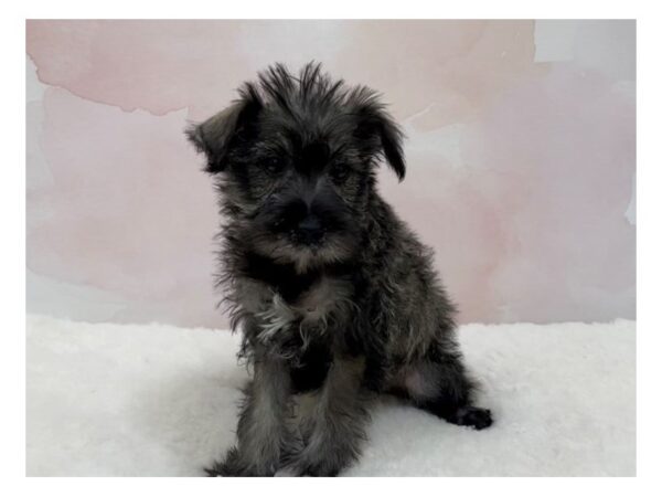 Miniature Schnauzer DOG Male Black 12620 Petland Batavia, Illinois