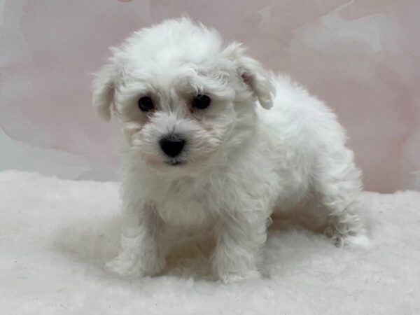 Bichon Frise DOG Female White 20542 Petland Batavia, Illinois