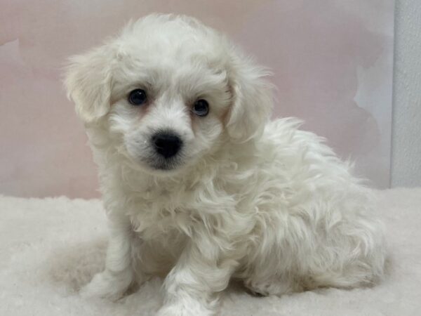 Bichon Frise-DOG-Male-White-20540-Petland Batavia, Illinois