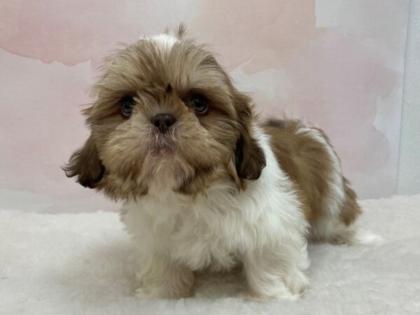 Shih Tzu-DOG-Male-Gold and White-20538-Petland Batavia, Illinois