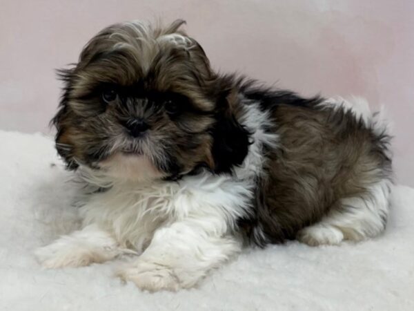 Shih Tzu-DOG-Male-Sable and White-20539-Petland Batavia, Illinois
