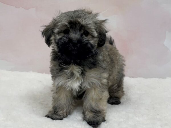 Havanese DOG Male Brindle 20535 Petland Batavia, Illinois