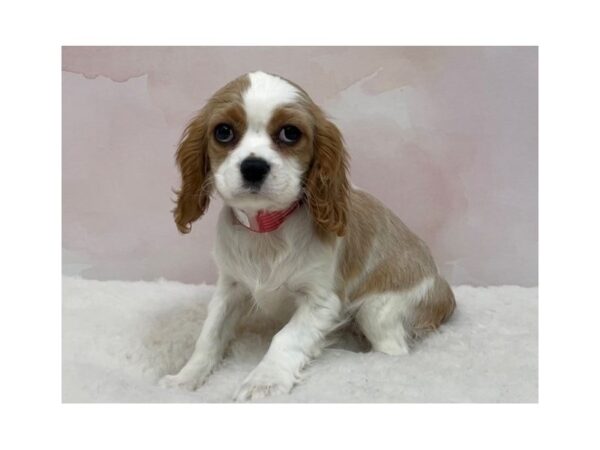 Cavalier King Charles Spaniel DOG Female Blenheim 20528 Petland Batavia, Illinois