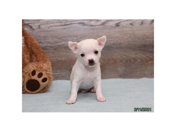Chihuahua DOG Male White 20551 Petland Batavia, Illinois