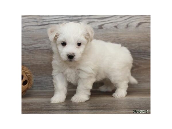 Coton De Tulear DOG Male White 20552 Petland Batavia, Illinois