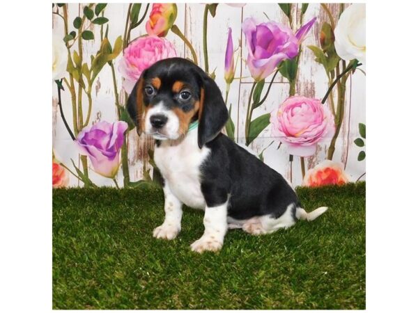 Beagle DOG Male Black White / Tan 12621 Petland Batavia, Illinois