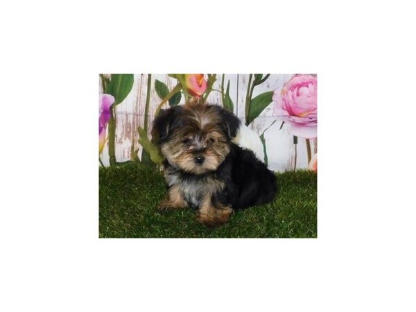 Morkie DOG Male Black / Tan 20781 Petland Batavia, Illinois