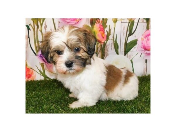 Teddy Bear-DOG-Male-Gold / White-20779-Petland Batavia, Illinois
