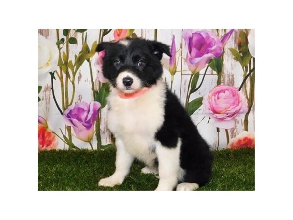 Border Collie DOG Female Black / White 20776 Petland Batavia, Illinois