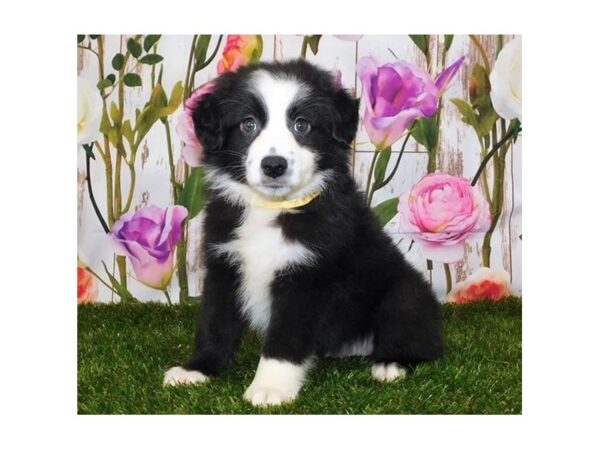 Miniature American Shepherd DOG Male Black / White 20778 Petland Batavia, Illinois