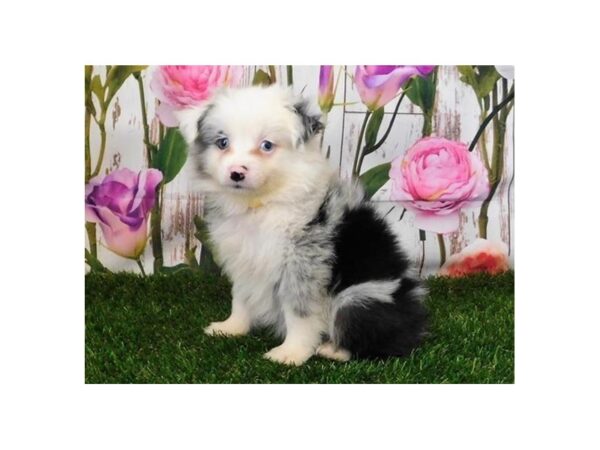 Miniature American Shepherd DOG Male Blue Merle 20777 Petland Batavia, Illinois