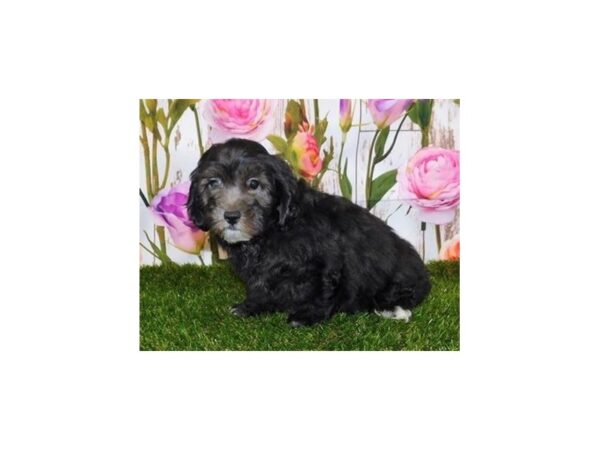 Lhasa Chon-DOG-Male-Black-20780-Petland Batavia, Illinois