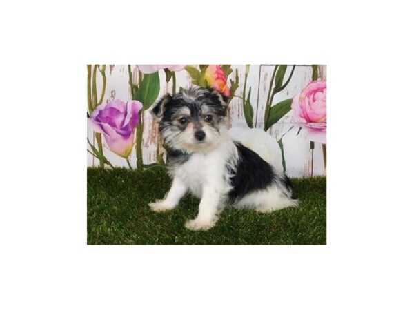 Morkie DOG Female Black / Tan 12624 Petland Batavia, Illinois