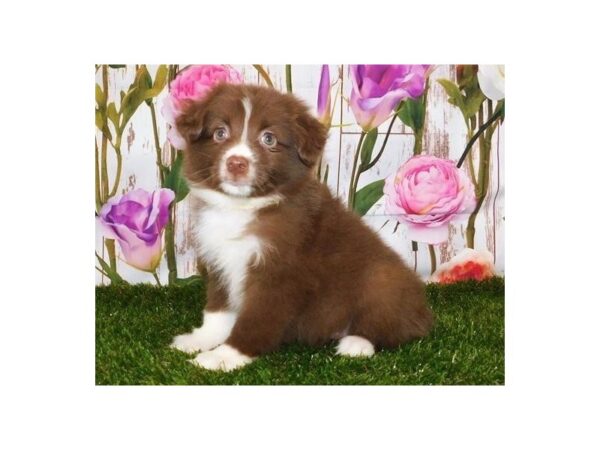 Miniature American Shepherd-DOG-Female-Red-12622-Petland Batavia, Illinois