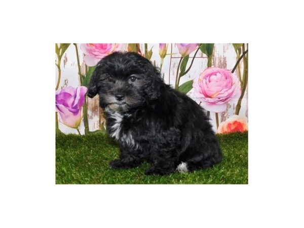 Lhasa Chon DOG Female Black 12623 Petland Batavia, Illinois