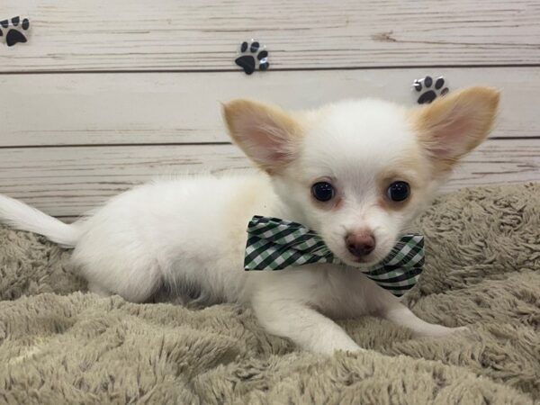 Chihuahua DOG Male Cream 12616 Petland Batavia, Illinois