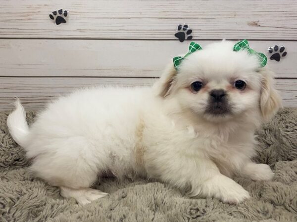 Pekingese DOG Female White 12615 Petland Batavia, Illinois