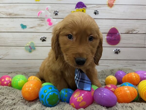 Golden Retriever DOG Male Golden 12629 Petland Batavia, Illinois