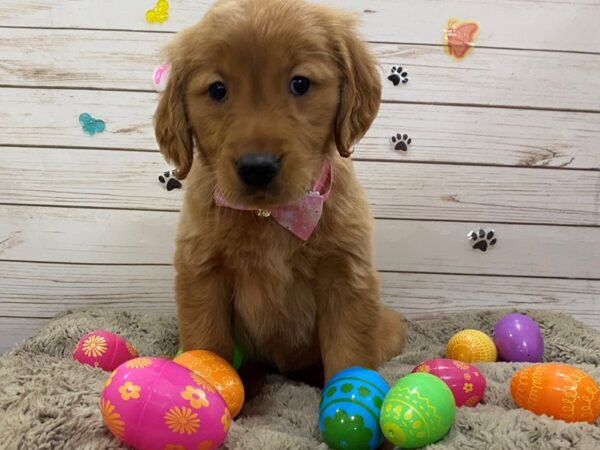Golden Retriever DOG Female Golden 12630 Petland Batavia, Illinois