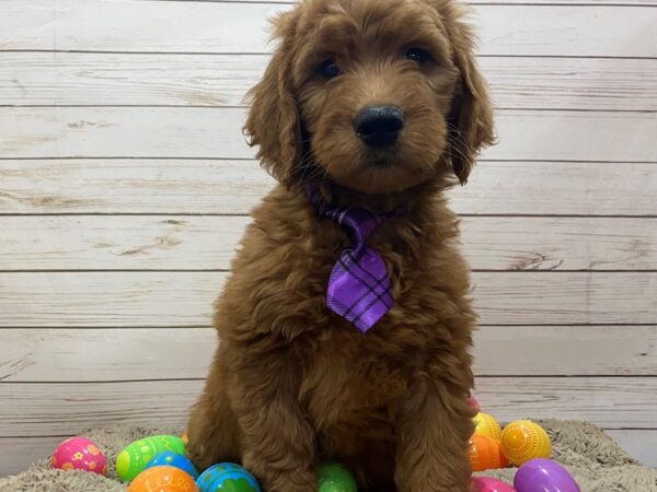 Goldendoodle DOG Male Golden 12632 Petland Batavia, Illinois