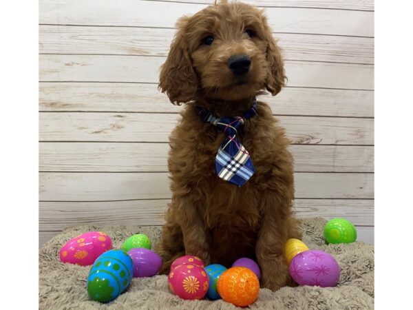 Goldendoodle DOG Male Golden 12631 Petland Batavia, Illinois