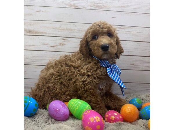 Goldendoodle 2nd Generation DOG Male Dark Golden 12627 Petland Batavia, Illinois