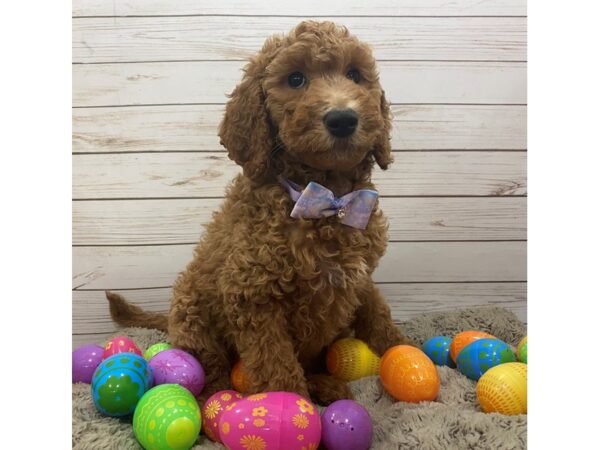 Goldendoodle 2nd Generation DOG Female Dark Golden 12628 Petland Batavia, Illinois