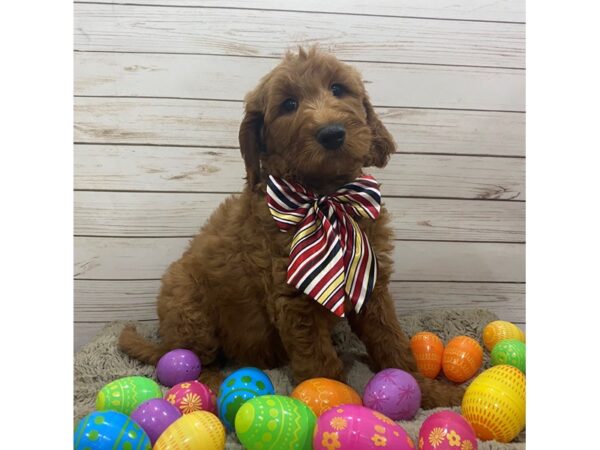 Goldendoodle 2nd Generation DOG Male Dark Golden 12625 Petland Batavia, Illinois