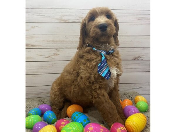 Goldendoodle 2nd Generation DOG Male Dark Golden 12626 Petland Batavia, Illinois