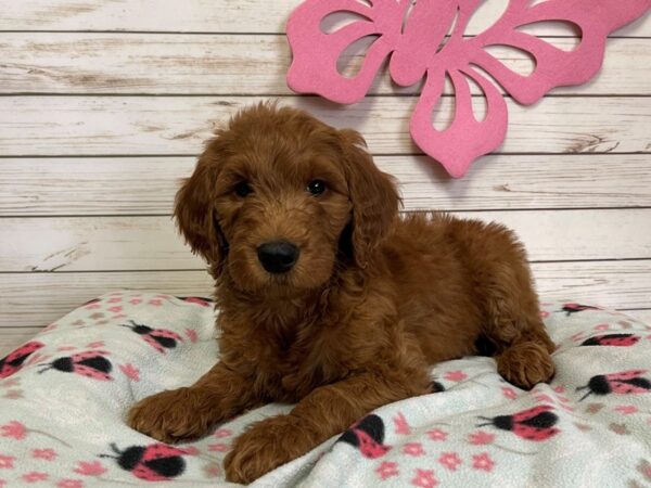 Goldendoodle DOG Male Golden 20787 Petland Batavia, Illinois