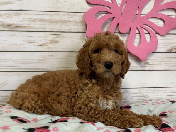 Goldendoodle 2nd Generation DOG Female Dark Golden 20788 Petland Batavia, Illinois