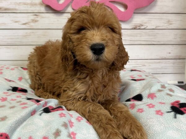 Goldendoodle DOG Female Golden 20786 Petland Batavia, Illinois