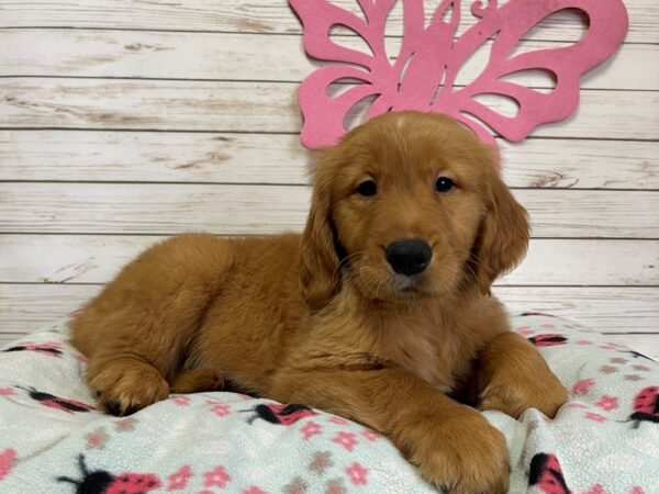 Golden Retriever DOG Male Golden 20785 Petland Batavia, Illinois