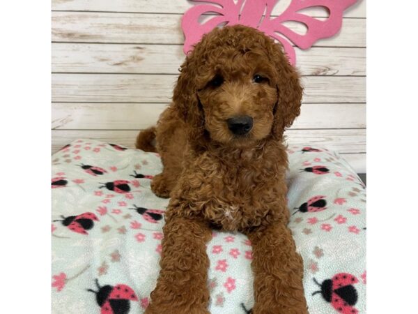 Goldendoodle 2nd Generation DOG Male Dark Golden 20783 Petland Batavia, Illinois