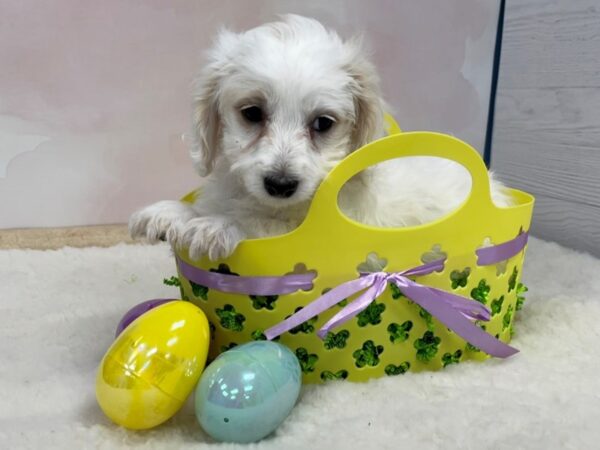 Cavachon-DOG-Female-Buff-20554-Petland Batavia, Illinois