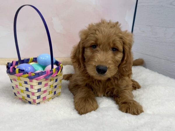 Goldendoodle DOG Male Golden 20564 Petland Batavia, Illinois