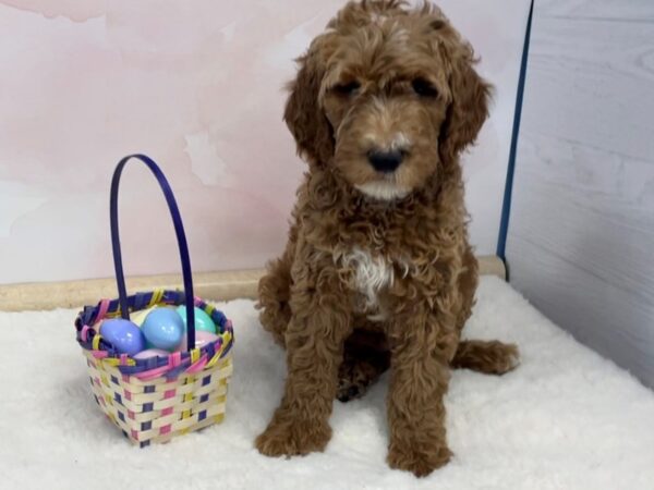 Goldendoodle 2nd Generation DOG Male Dark Golden 20568 Petland Batavia, Illinois
