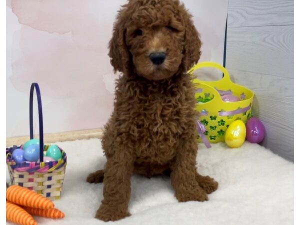 Goldendoodle 2nd Generation DOG Male Dark Golden 20567 Petland Batavia, Illinois