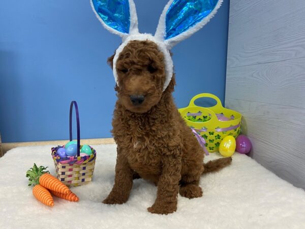 Goldendoodle 2nd Generation DOG Male Dark Golden 20566 Petland Batavia, Illinois