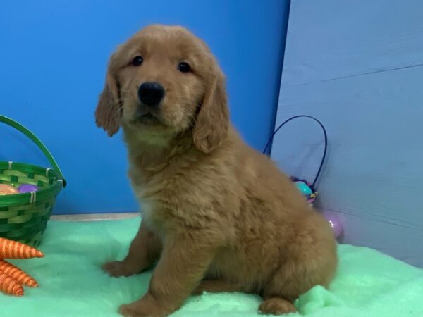 Golden Retriever DOG Female Golden 20565 Petland Batavia, Illinois