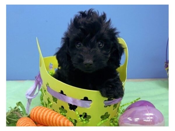 Doxie-Poo DOG Female Black 20807 Petland Batavia, Illinois