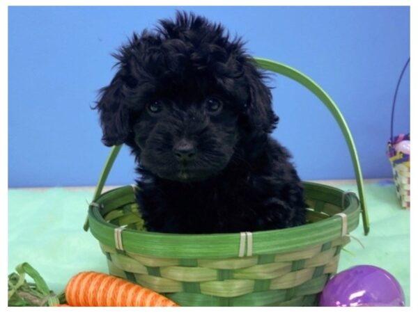 Doxie-Poo-DOG-Female-Black-12633-Petland Batavia, Illinois