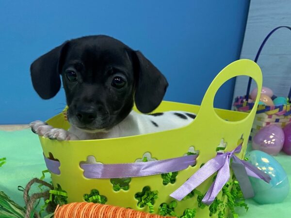 Chiweenie DOG Female Black / White 12634 Petland Batavia, Illinois