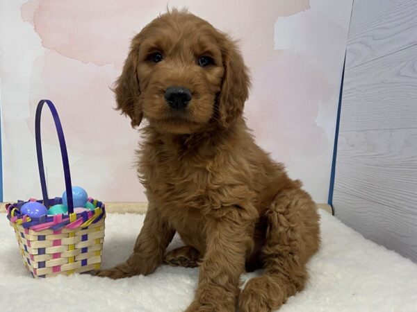 Goldendoodle DOG Male Golden 20563 Petland Batavia, Illinois