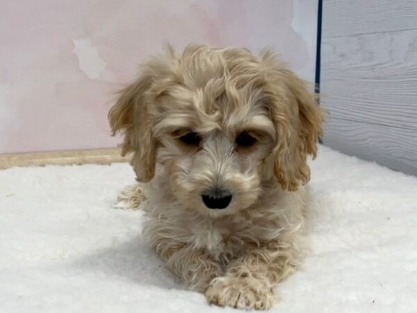 Cavachon-DOG-Male-Buff-20557-Petland Batavia, Illinois